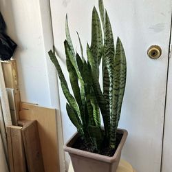 Snake plant