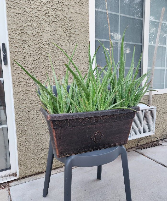 Large Potted Aloe Vera