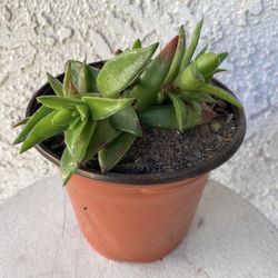 6 Inch Pot Succulent Plant - Rare Crassula Red Pagoda - Crassula Capitella  - Campfire Plant - Rooted & Established - Drought Resistant 🪴