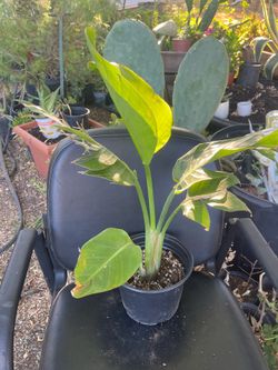Paridice bird plant nice for out side