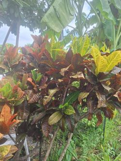 CROTON COLORFUL  FLOWERS ALL YEARS.  4 and 5 ft.   $45.  EACH