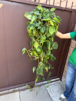 8” huge philodendron brazil philodendron
