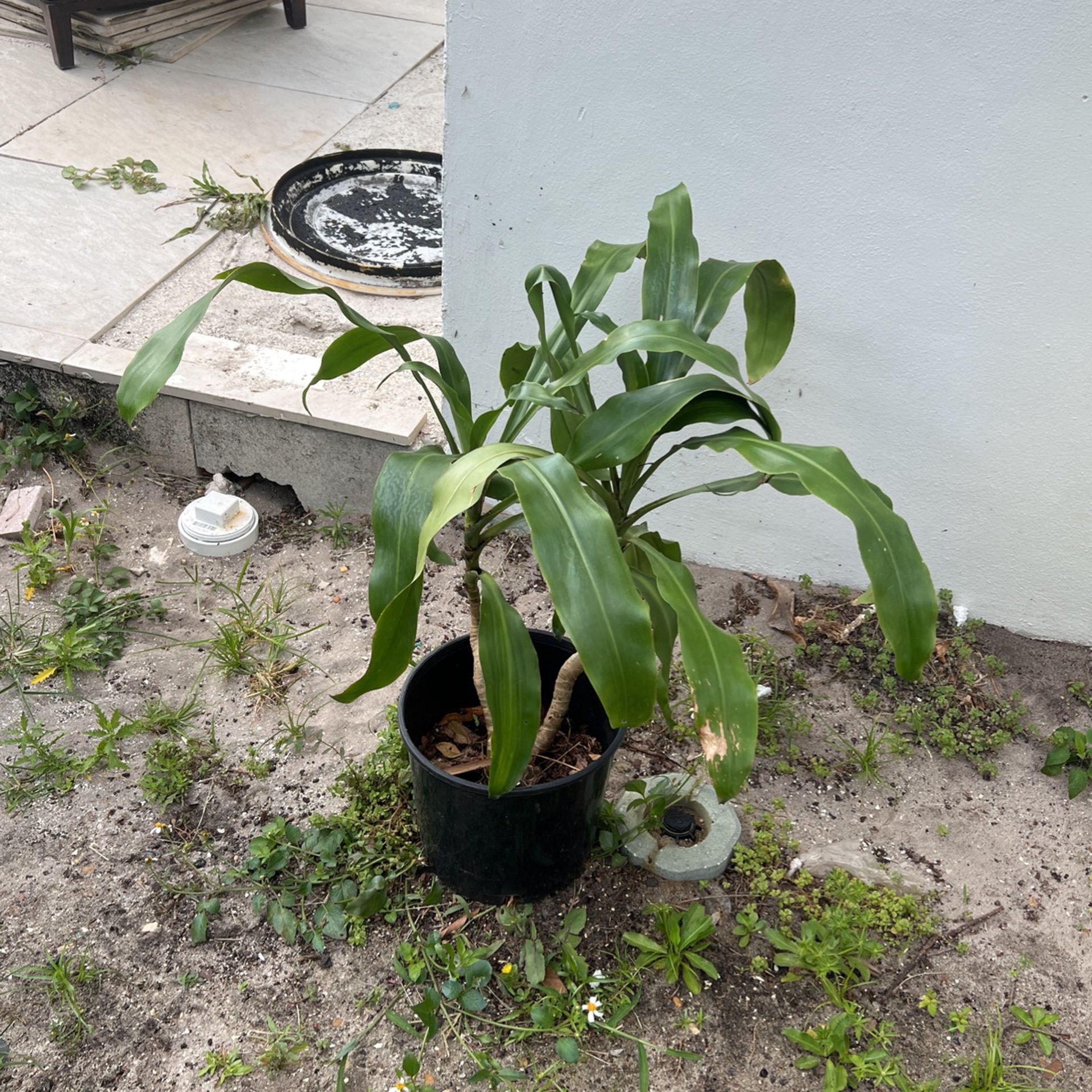 House Plant Brazil Cane 