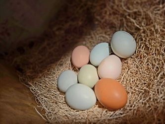 Farm Fresh Eggs