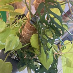 Pothos and Swiss Cheese Plant