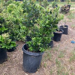 Plants