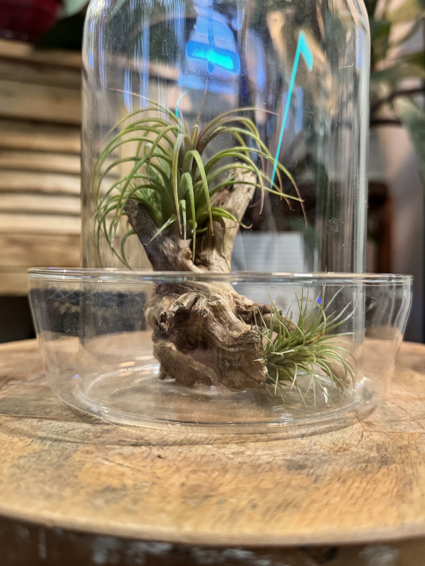 Glass Terrarium With Live Air Plants