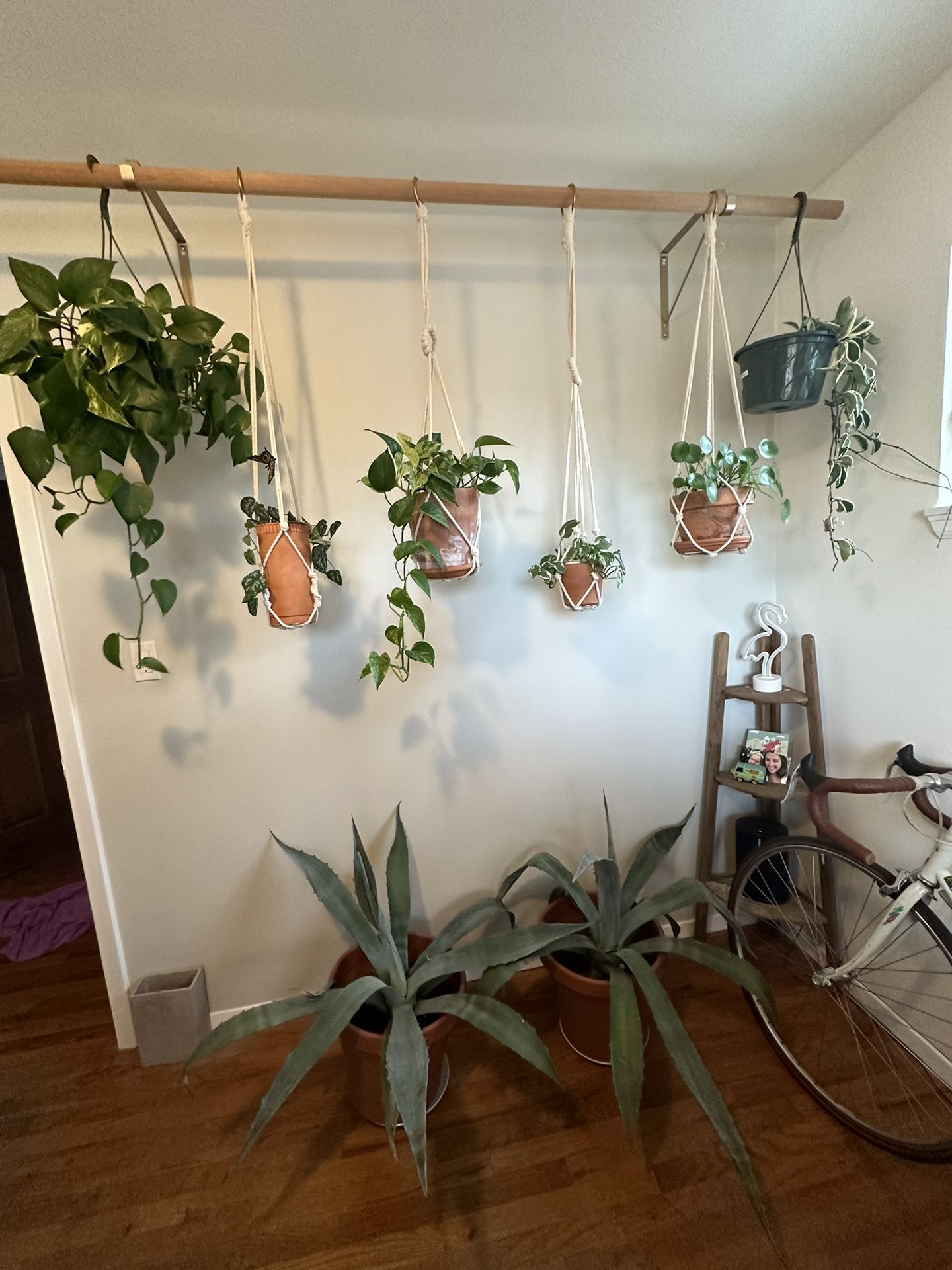 LARGE Pair Of Agave Plants