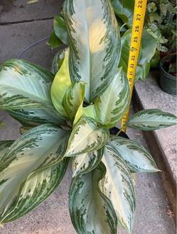 10” pot super full/lush Chinese evergreen silver bay; low light/low maintenance indoor plants; 95820
