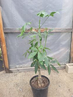 Money Tree Plant 4' Tall in 12" Nursery Pot