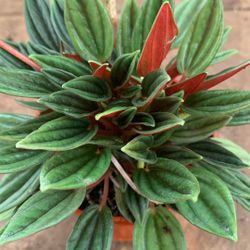 4” Pot Peperomia Rosso
