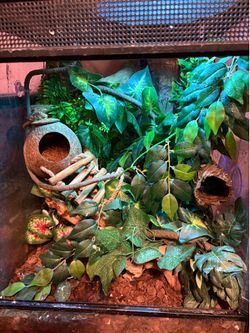 Crested gecko tank