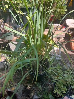Large Lemongrass Plant in Pot te de limon