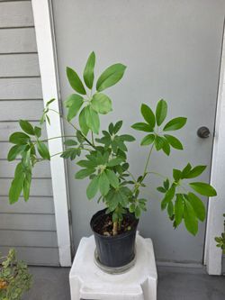 Umbrella tree