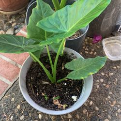 Medium Big Ear Elephant Plant. Container 5 Gallon.