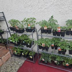 VEGGIE SEEDLINGS