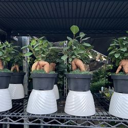 Ficus ginseng & Juniper bonsái in 6” pot. SPECIAL PRICE 🤩