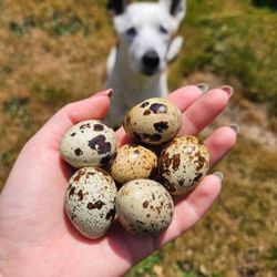 Quail Eggs