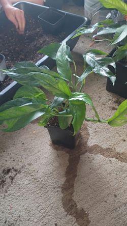 Baltic Blue Epipremnum