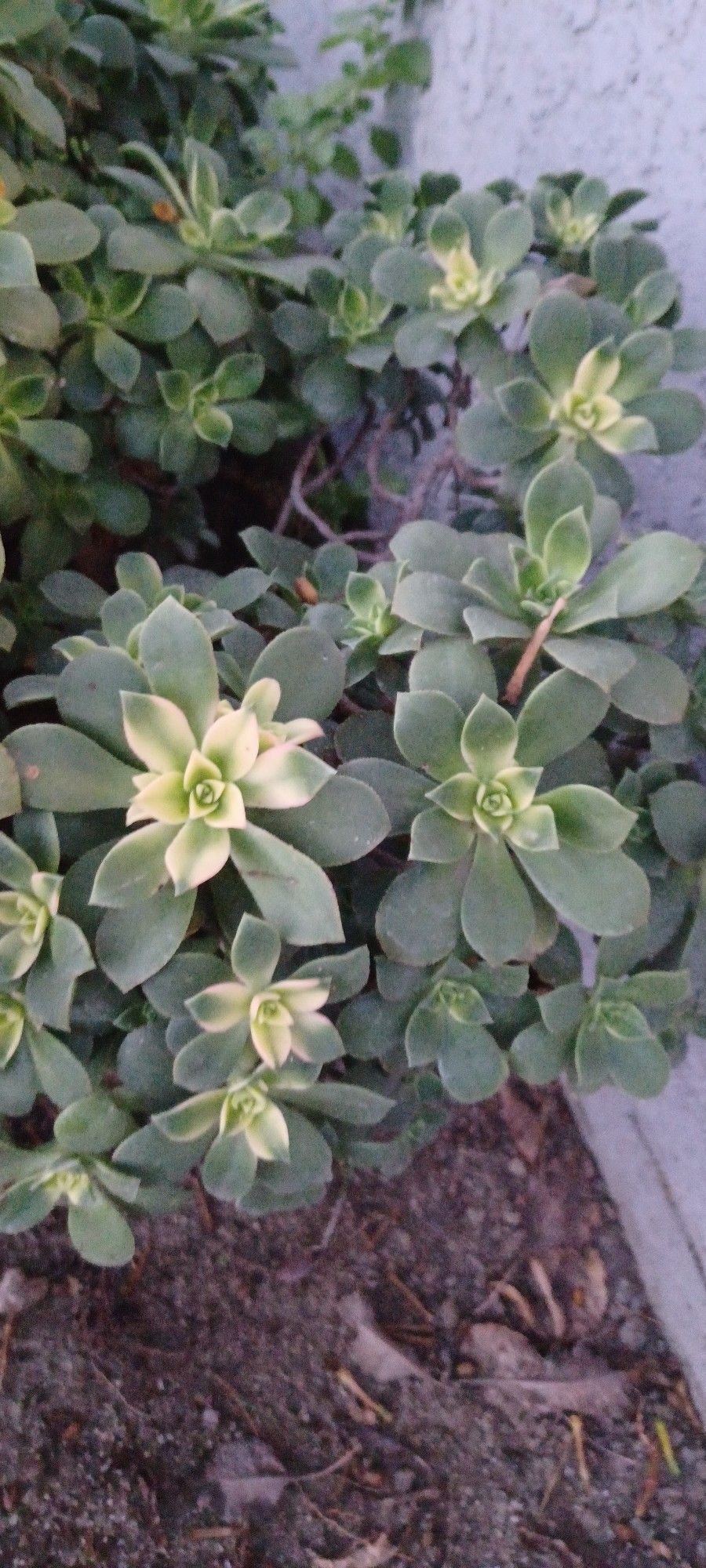 Aeonium Kiwi Succulent Plants
