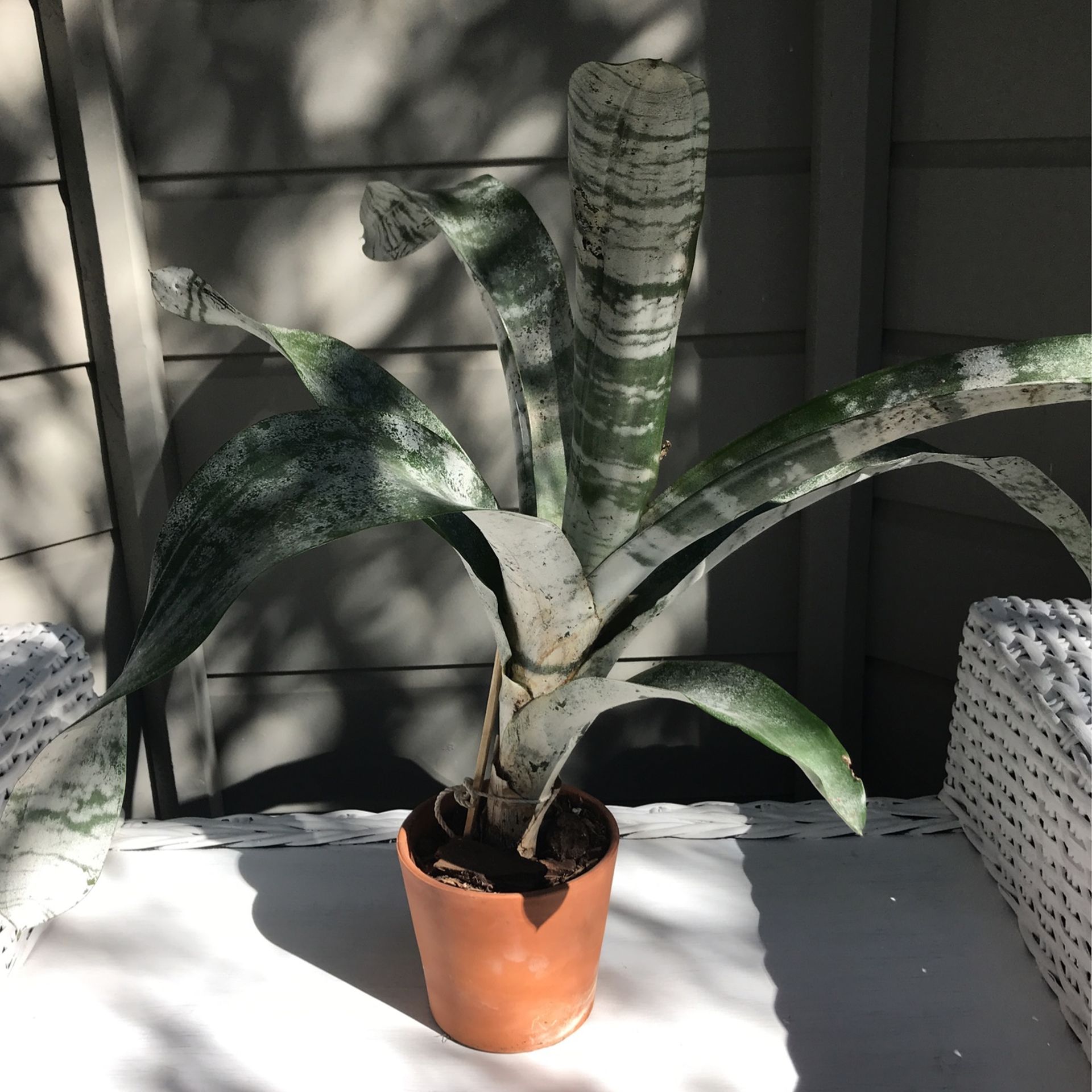 Bromeliad Plant, Silver Vase Plant, Indoor Plant, Outdoor Plant