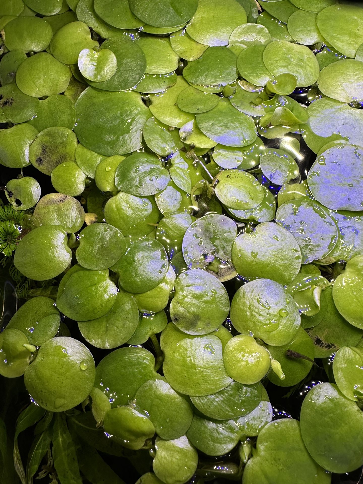 Floating Aquatic Plant-Frog Bit 
