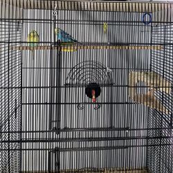 Bird Cage 