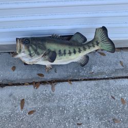 Large Mouth Bass Mount Taxidermist