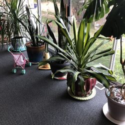 Various Potted Plants 