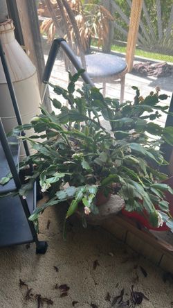Large Christmas cactus