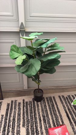 Green leaf fig plant