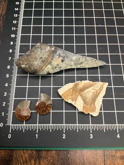 Fossil collection