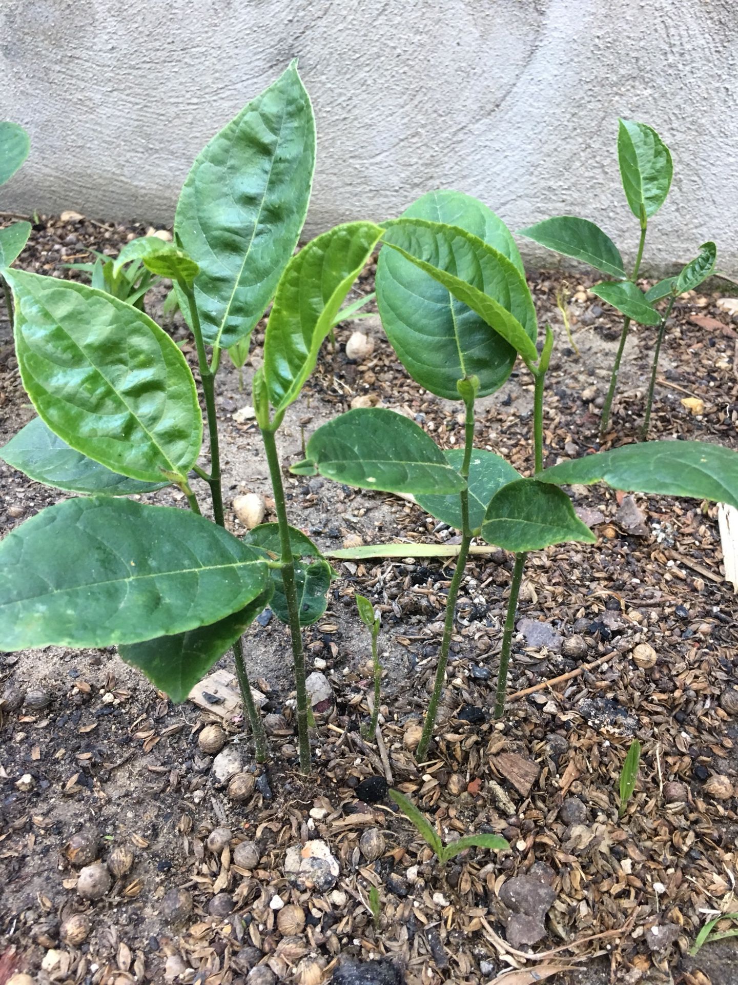Jack fruit seedlings plants