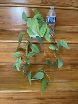 Beautiful Cebu blue Pothos plant with pot