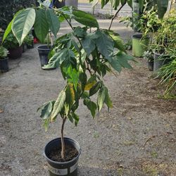 Pepeto   Ice  Cream Beans