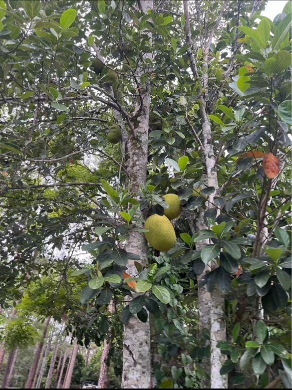 JACK FRUIT