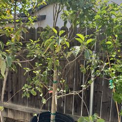 Fuji Apple Tree