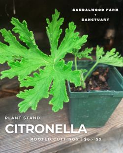 Citronella Geranium