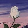 rosemia