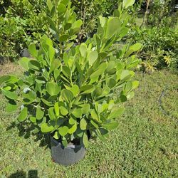 huge Clusias for only$25 about 4 feet tall Instant fast growing Privacy Hedge For Fence