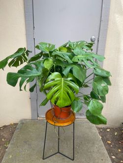 Monstera Deliciosa Swiss Cheese House Plant 8” Pot