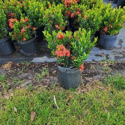 Red Dwarf Ixoras Plants 🪴 