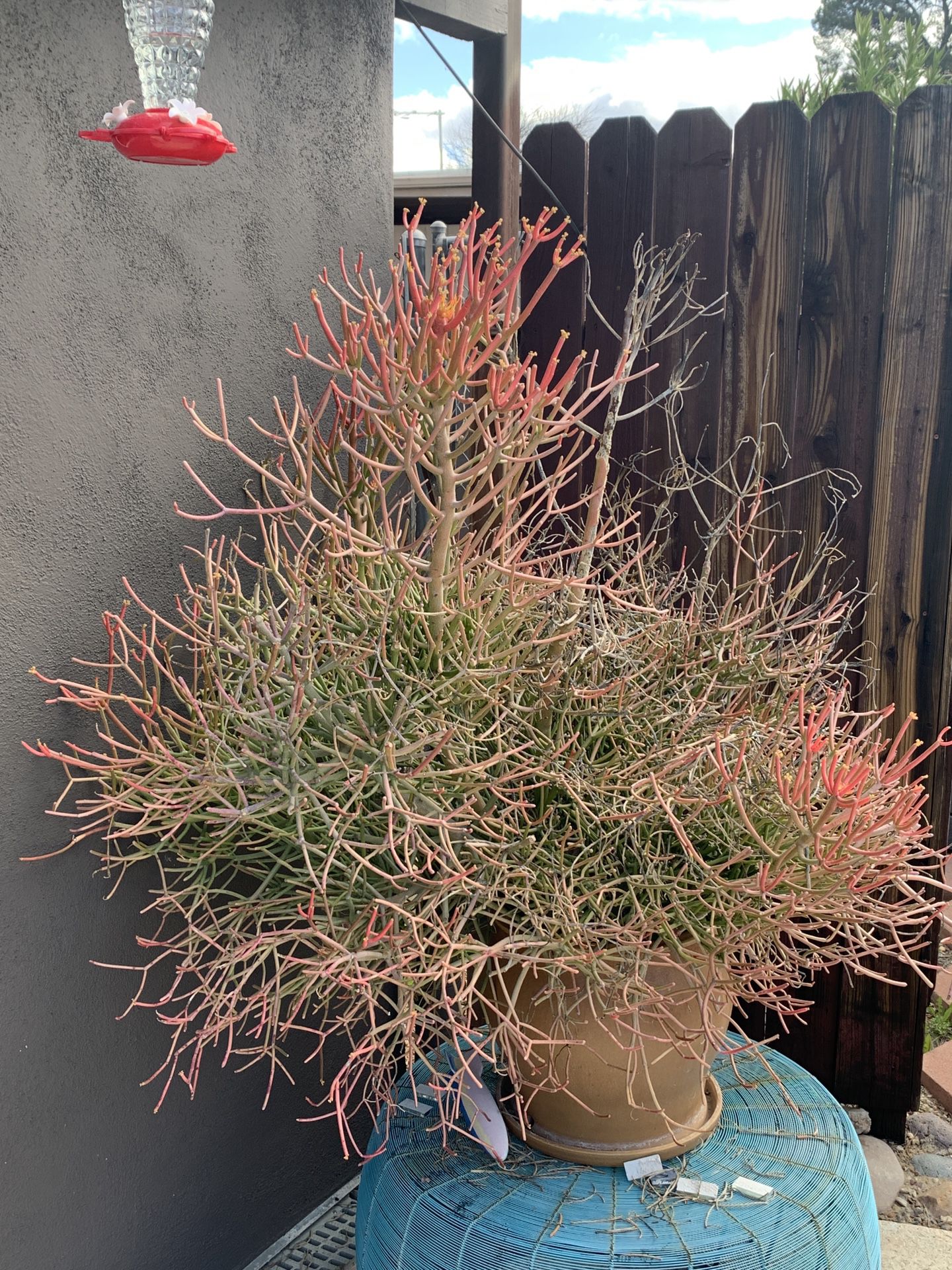 Firestick Succulent - Hardy Easy Growing Hard To Kill