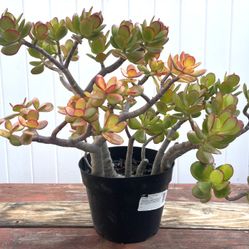 Jade Plant with Rare Yellow And Orange Leaves