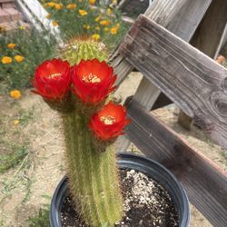 Cactus 