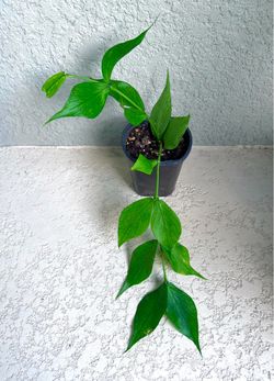 Hoya polyneura / fishtail plant