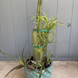 Beautiful Blue Green, Ceramic Glazed Container With Plants