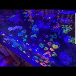 Ornamental corals In Lake Worth Beach F.L. 