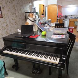 Steinway Baby Grand age 125 years working