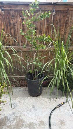 Ginkgo biloba tree